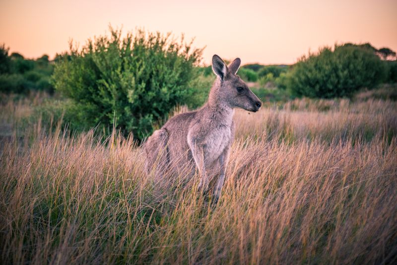 2015-03-29-Australia-30