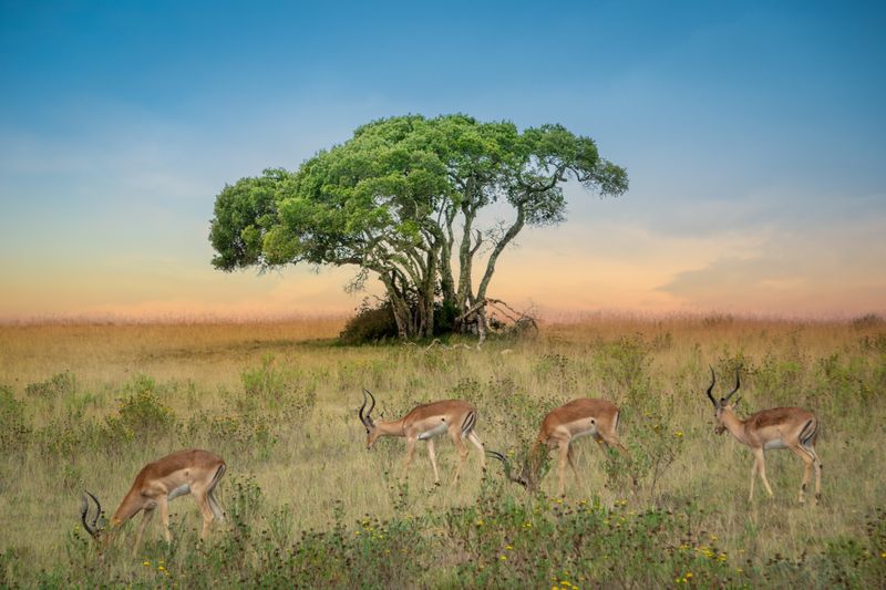 2019-02-03-Zuid-Afrika-1936-Edit